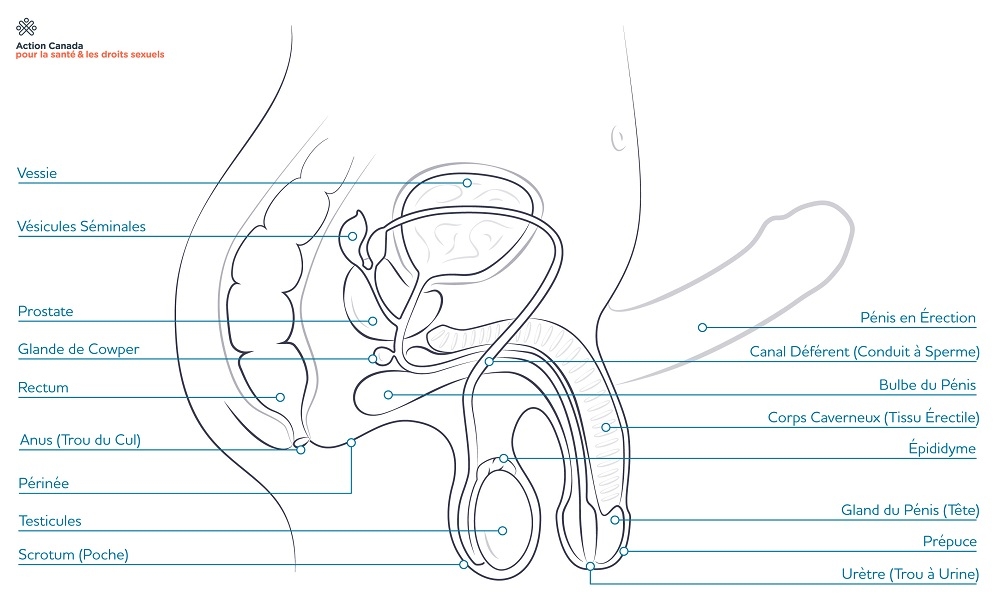 diagram of inner bits for bodies with penis/testicles