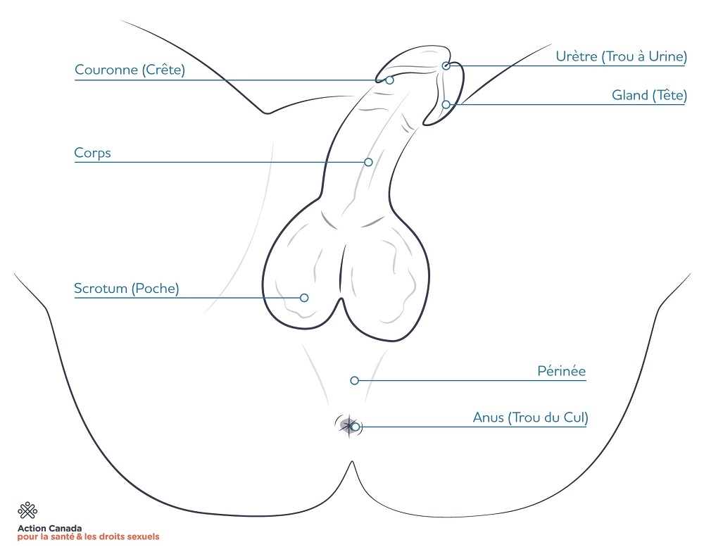 diagram of circumcised penis and testicles 