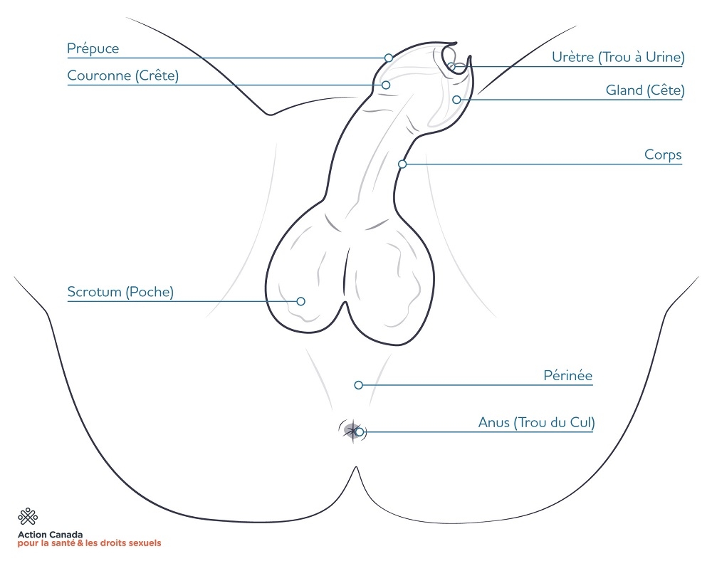 diagram of an uncircumcised penis