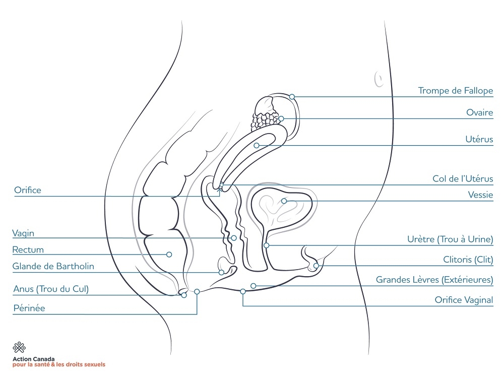 diagram of inner bits for bodies with vagina/vulva