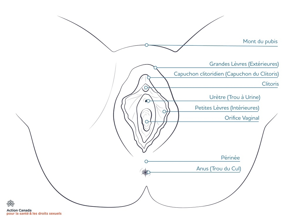 diagram of vulva/vagina